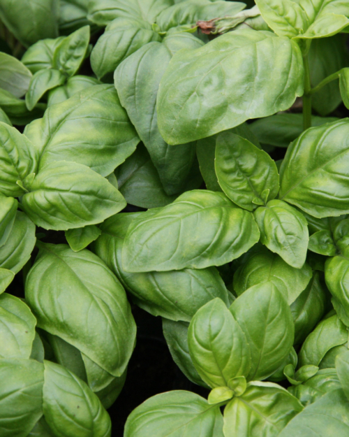 Sweet Basil Essential Oil is derived from the leaf of the plant.