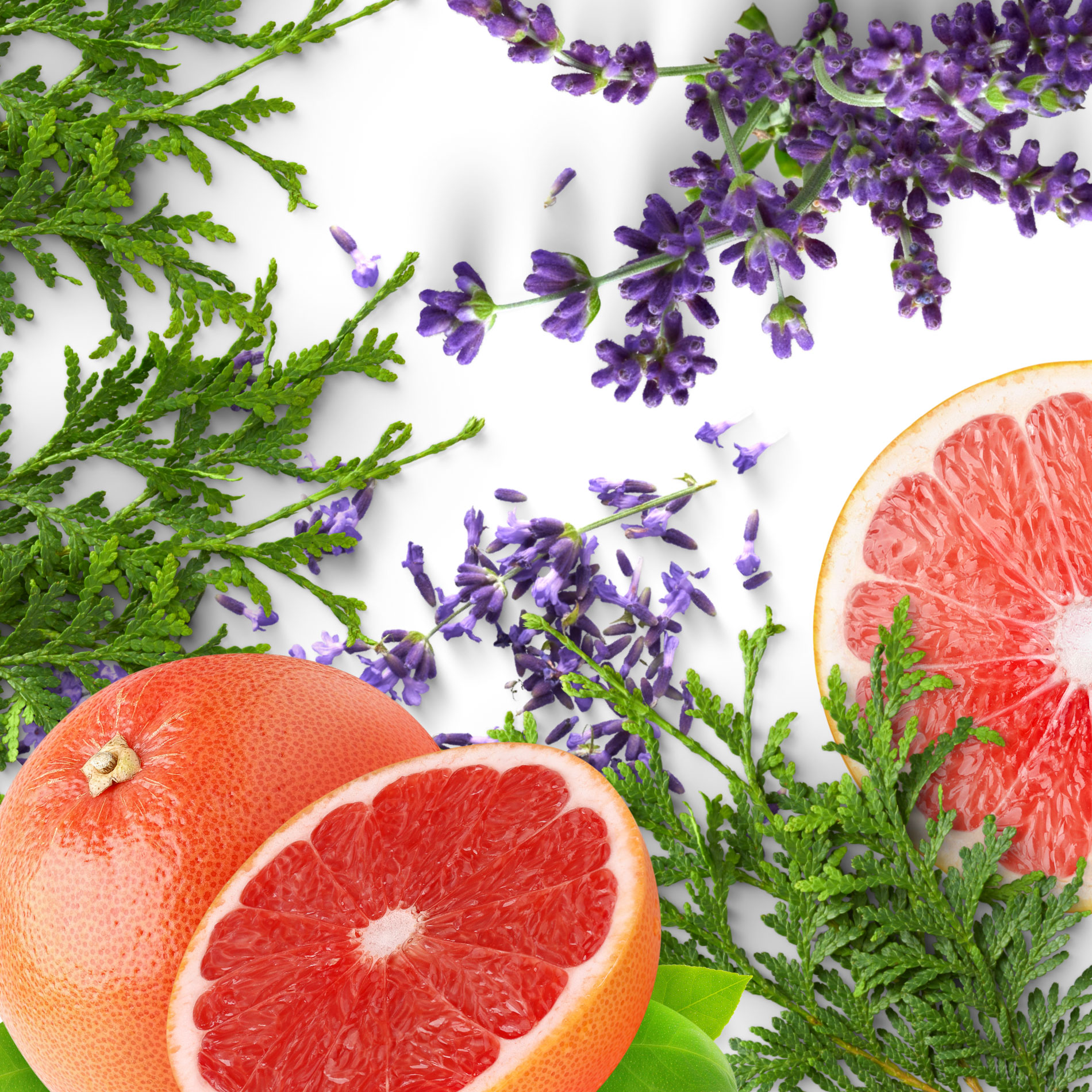 decorative image of ingredients in essential oil blend