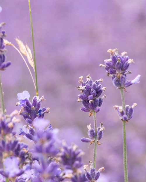 Lavender Essential Oil is derived from high Alpine lavender plants.
