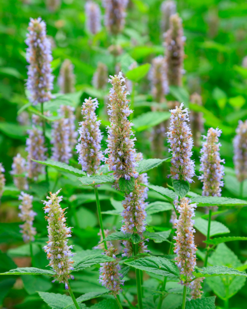 Patchouli Essential Oil is extracted from the leaf of the plant.
