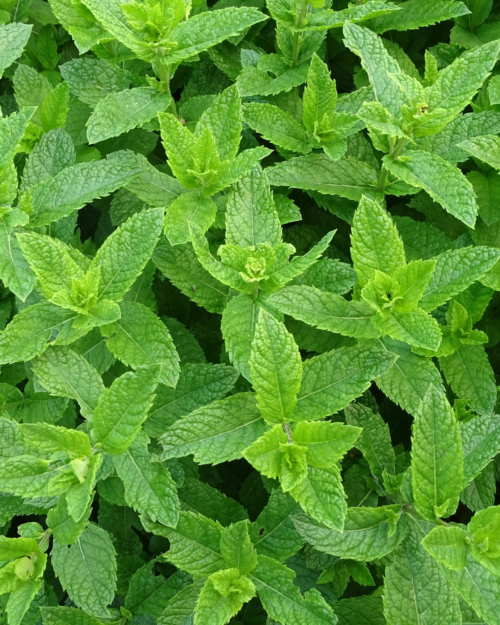 Peppermint Essential Oil is steam distilled from the flowering tops of the plant.