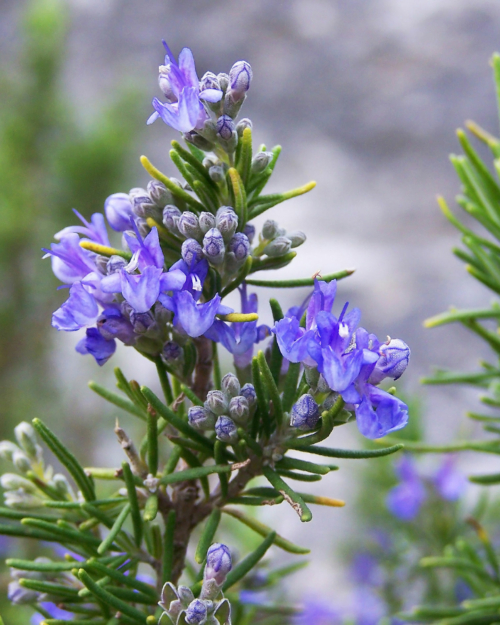 Rosemary Essential Oil is derived from the leaf of the rosemary plant.