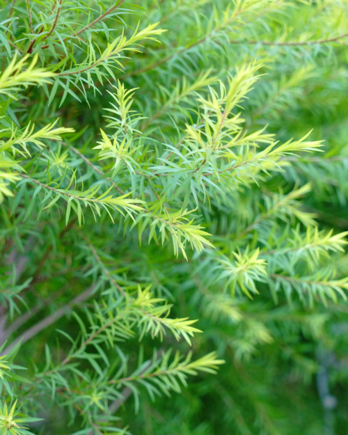 Tea Tree Essential Oil is derived from the leaf of the plant.